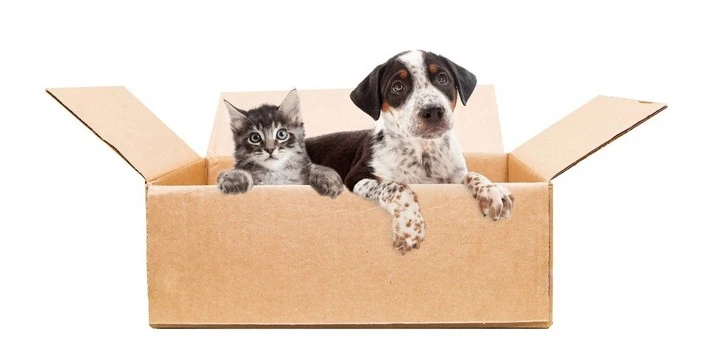 Best way to Move Pets across Country